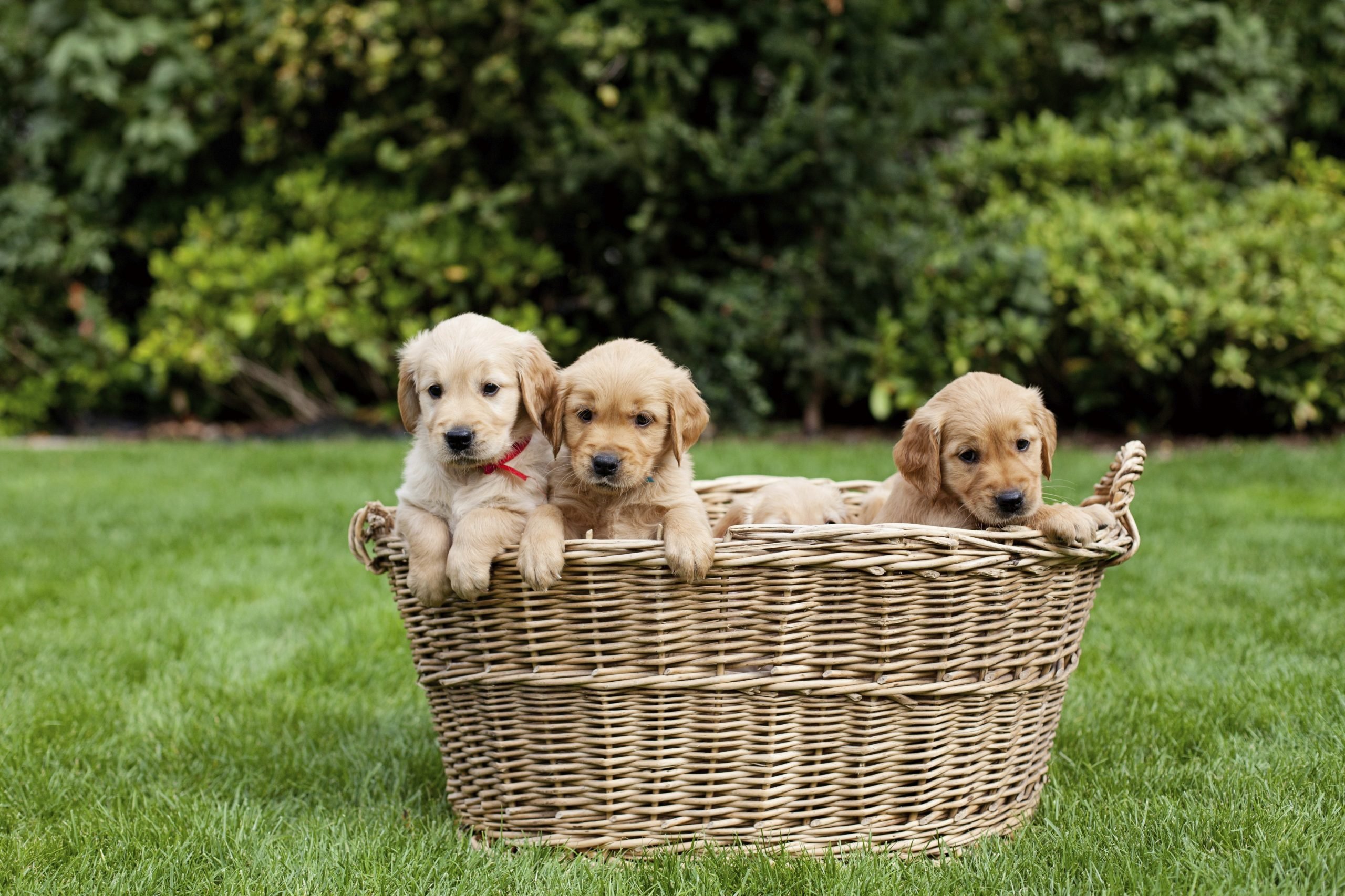 Golden retriever puppies in a basket.