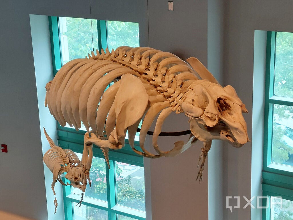 Photo of a skeleton in a museum