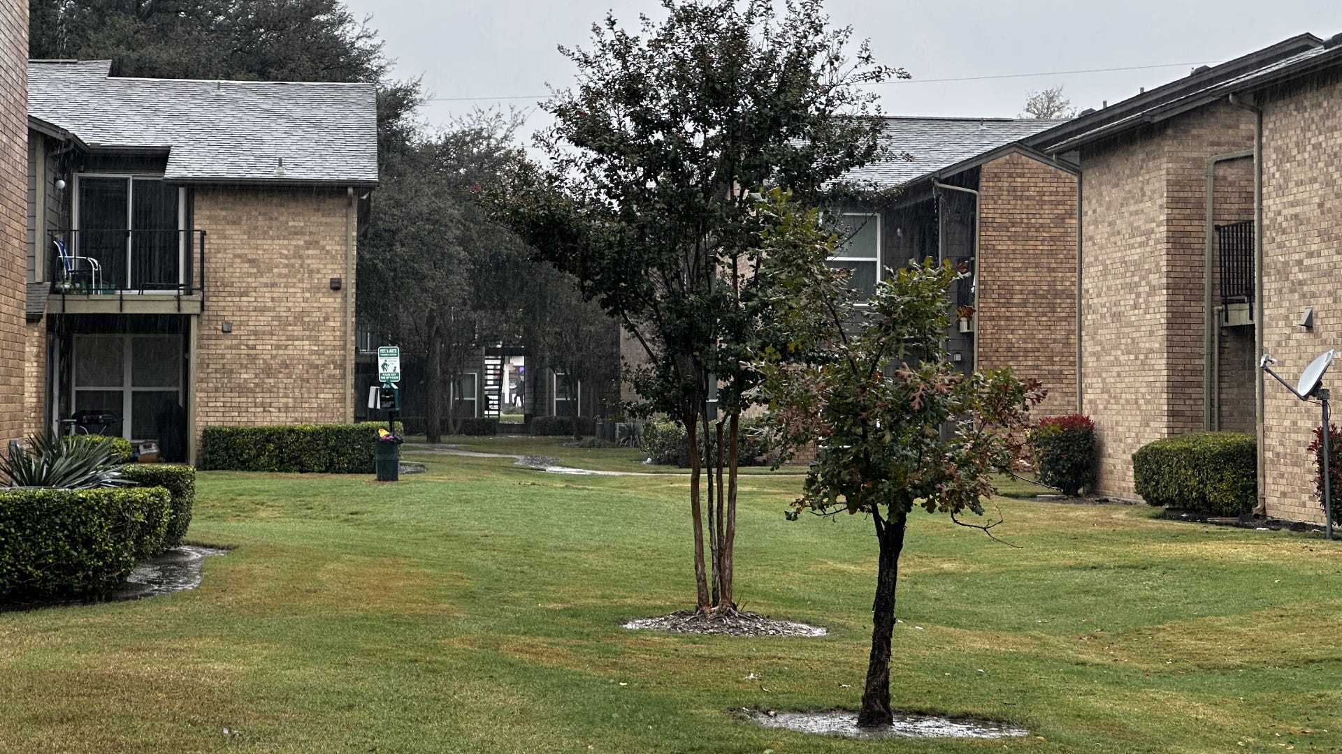Apartments on either side of greenspace with two trees in the middle