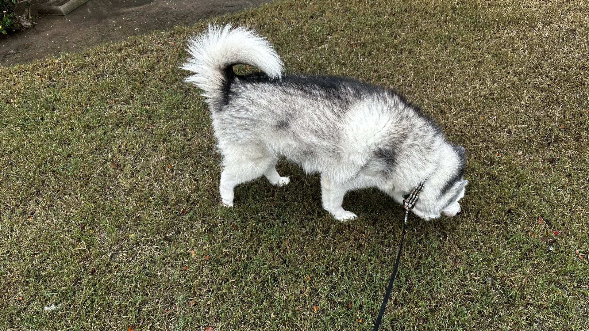 Husky dog sniffing grass