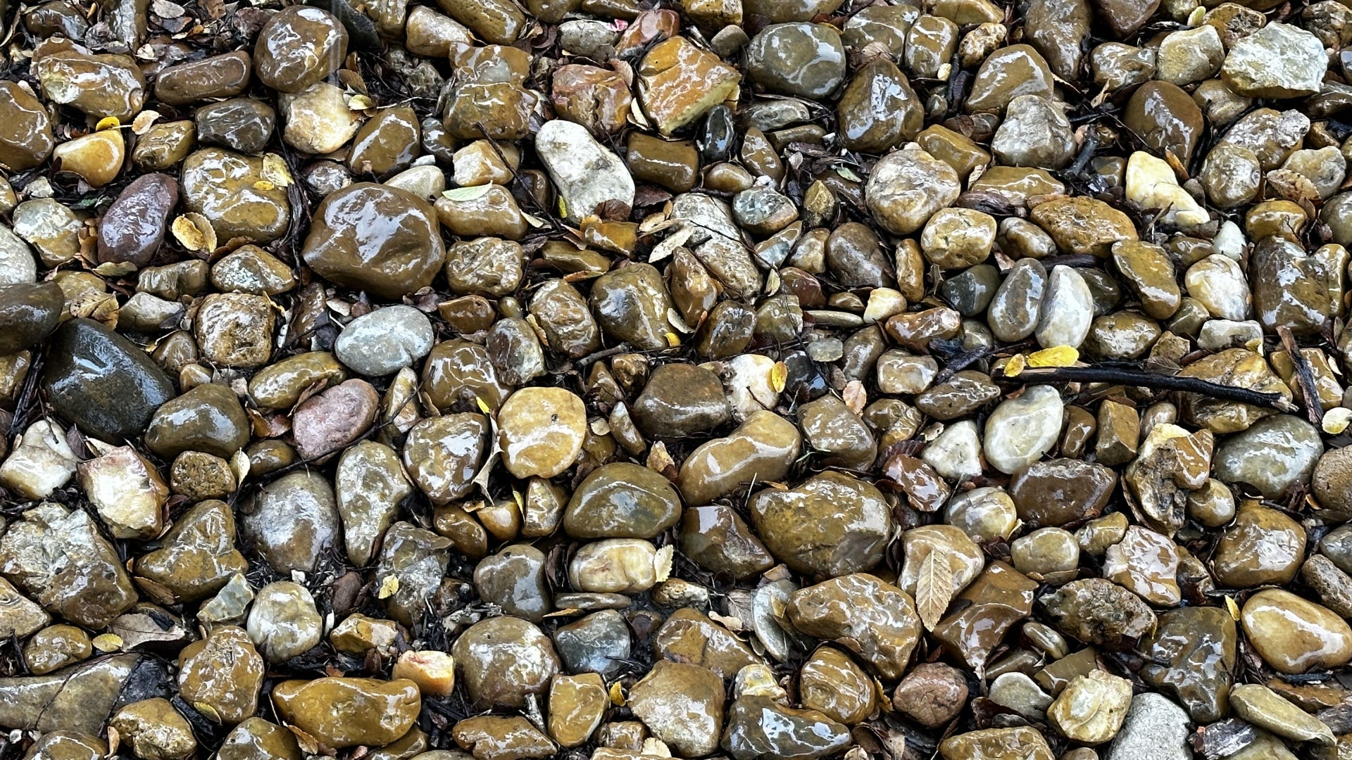 Freshly rained-on rocks