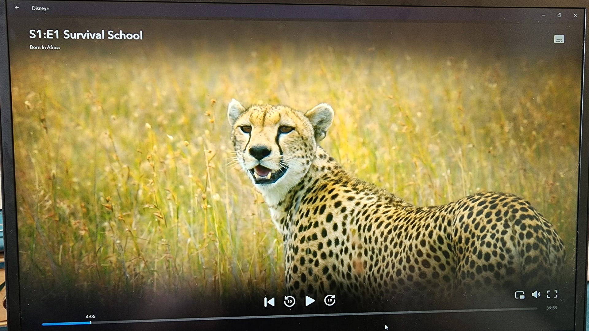 an image of a cheetah in the wild.