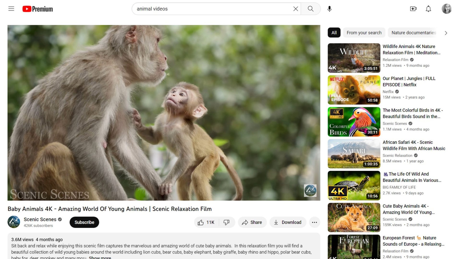 an image of a YouTube video with a monkey and its baby.