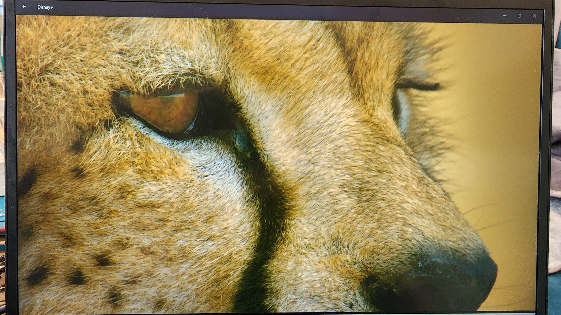 A close-up shot of a cheetah face.